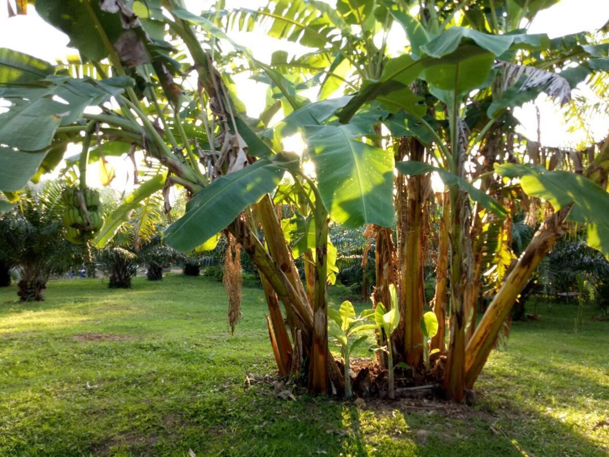 Baan Reenaa Lanta Ko Lanta Eksteriør bilde